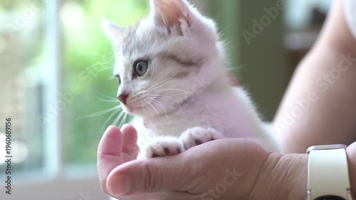 Female holding cute newborn tabby kitten lie on back on palm hand inside house