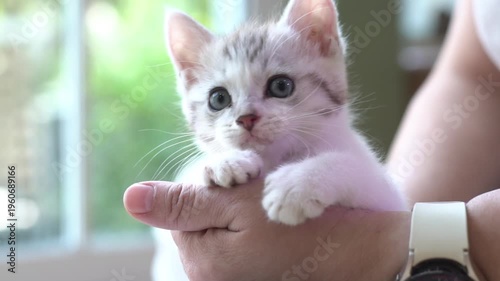 Female holding cute newborn tabby kitten lie on back on palm hand inside house