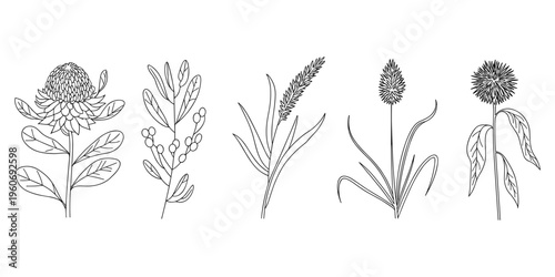 Line Art Illustrations of Five Different Australian Native Flowers and Plants Keywords: botanical, illustration, floral, nature