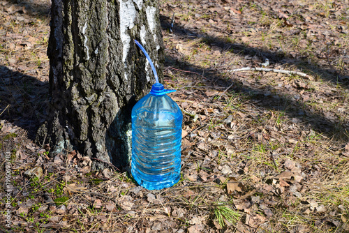 Birch sap harvesting in early spring
