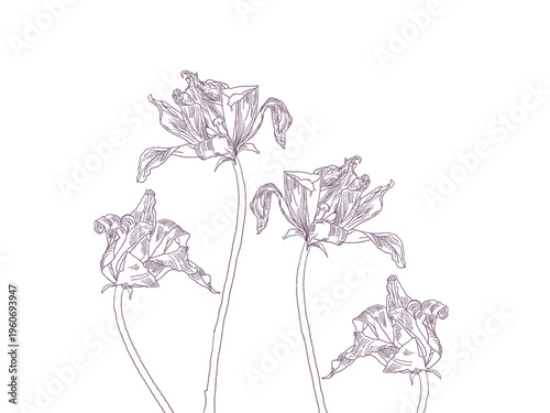 Slika na platnu Elegant purple flower line art illustration