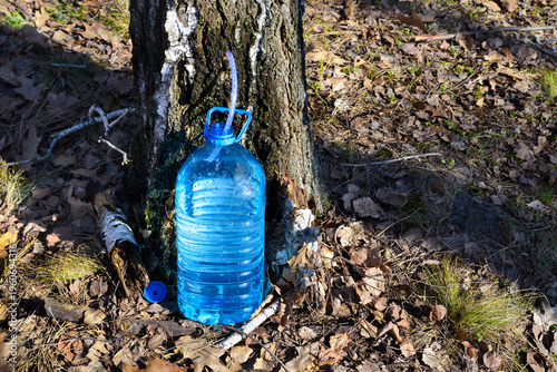 Birch sap harvesting in early spring