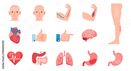Flat lay illustration of various human body parts and organs including head, arm, brain, heart, lungs, stomach, and intestines on a white background.