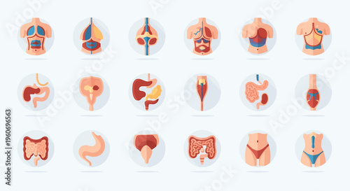 A collection of human organ illustrations on white background, showcasing various body parts in a medical or educational context.