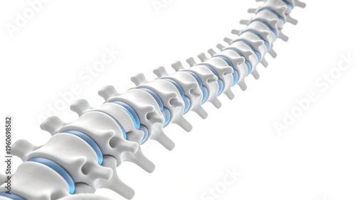 Human spine structure