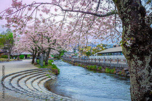 Cherry blossoms blooming riverside at Fujisan Hongu Sengen Taisha Shinto Shrine in Fujinomiya famous shrine and landmark Shizuoka Japan