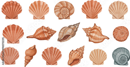 Collection of various seashells on a white background for ocean and marine life themes