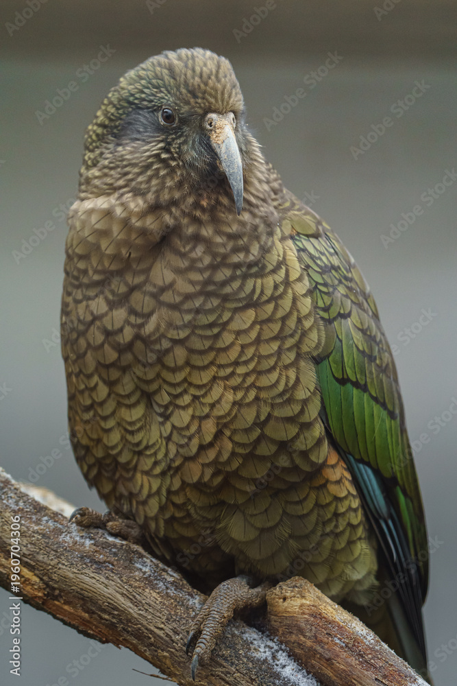 Fototapeta premium Portrait of Kea on branch