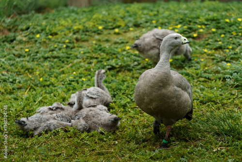 фотографія Cape Barren Goose with little ones