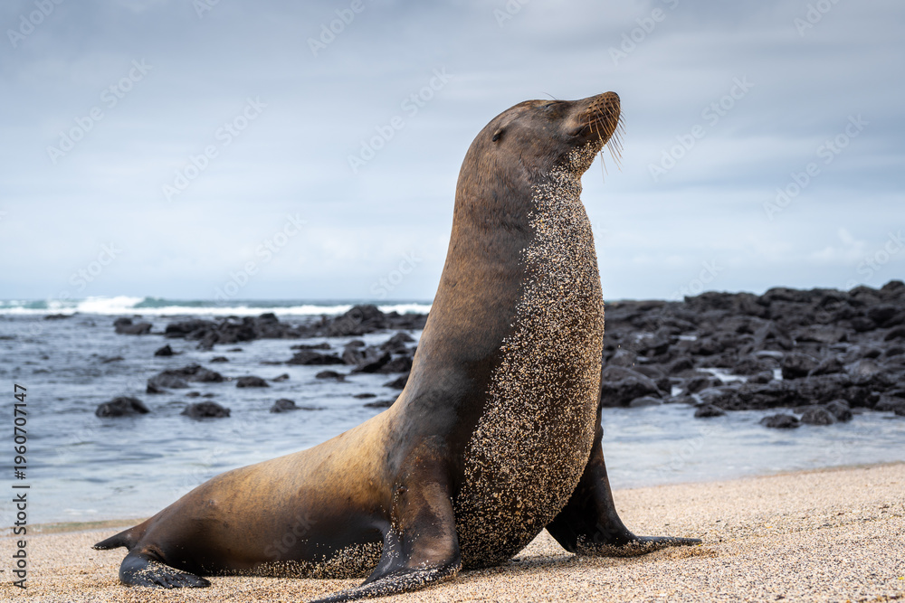 Obraz premium Sea Lion Posing on Playa Loberia Beach