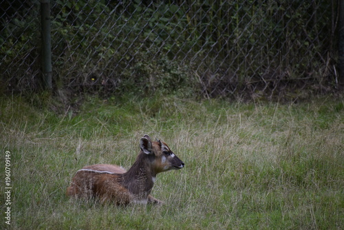 Photos Sitatunga lying on green grass in zoo close up
