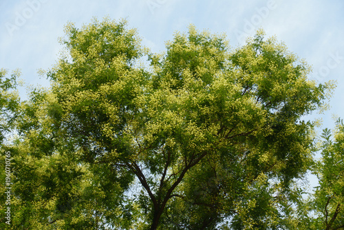 Styphnolobium japonicum tree in full bloom in August
