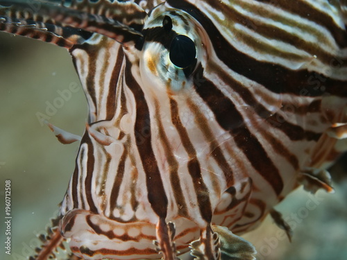 close up of a lionfish head underwater 