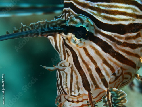 close up of a lionfish head underwater 