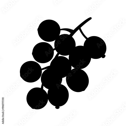 Silhouette of a cluster of ripe, juicy blackcurrants hanging from a branch