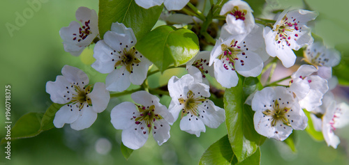 A close-up of a beautiful pear tree blossom on a bright green background