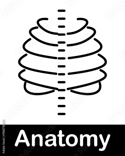 Human Rib Cage Anatomy Line Icon Thoracic Skeleton Structure with Sternum Medical Vector Illustration