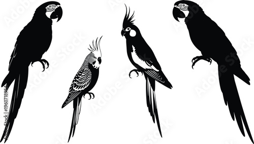 Parrot and cockatoo silhouettes collection, exotic bird vector illustration, tropical wildlife artwork, decorative avian icons showcase