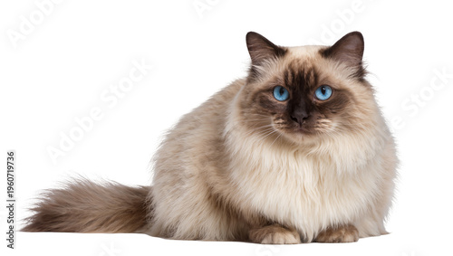 Fotografie Fluffy Himalayan cat with striking blue eyes peacefully reclining in a relaxed p