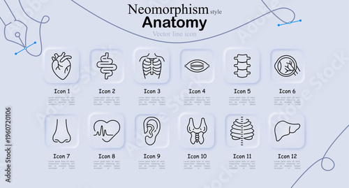 Anatomy set icon. Heart, intestine, rib cage, muscle, spine, eye organ, nose, heartbeat line, ear, thyroid gland, chest bones, liver organ medical line icons