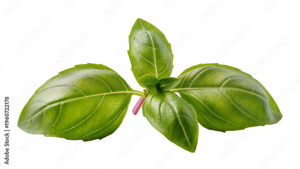 Fototapeta premium Vibrant green basil leaves with delicate veins and a tiny stem, perfectly isolated on transparent background for culinary designs and recipes