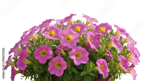 Εκτύπωση καμβά Vibrant pink and yellow petunia flowers densely clustered in a dark pot, isolate