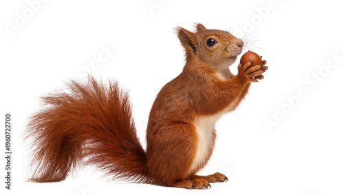 Red squirrel holding a brown acorn in its paws meticulously detailed fur texture, isolated on transparent background for nature designs