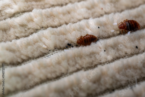 Bed bugs infestation in mattress fabric