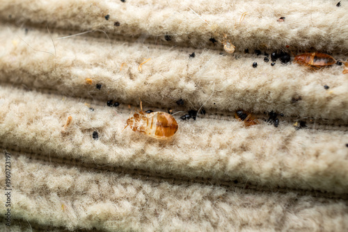 Bed bugs infestation in mattress fabric