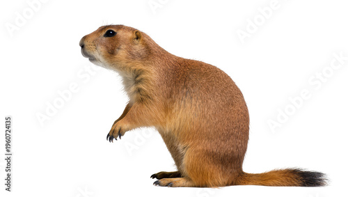 Foto Brown rodent a prairie dog standing alert with short tail detailed fur texture,