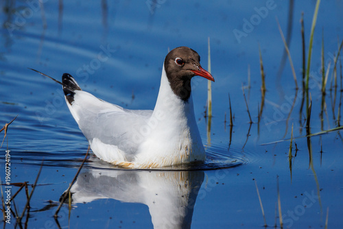 Tableau sur toile Lachmöwe (Larus ridibundus)