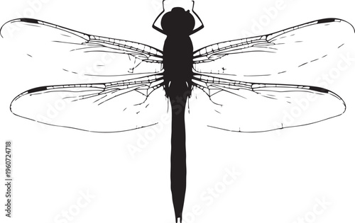 Black dragonfly vector, insect illustration, winged bug, silhouette icon