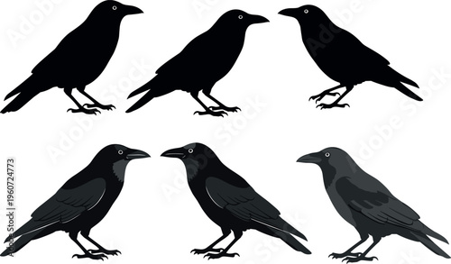 Crow and raven vector illustration showing silhouette and detailed feather patterns, artistic comparison, bird design, wildlife artwork, nature study