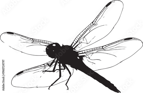 Dragonfly, black silhouette, insect icon, vector illustration