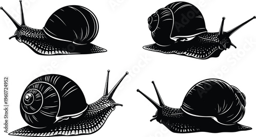 Detailed black and white vector illustration of snail silhouettes, showcasing shell textures, tentacles, anatomy, and artistic biological invertebrate designs