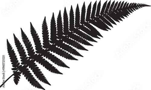 Black fern leaf, fern silhouette, leafy foliage, botanical icon, vector graphic