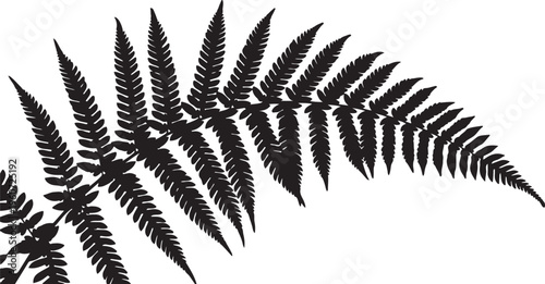 Black fern leaf, fern silhouette, leafy foliage, botanical icon, vector graphic