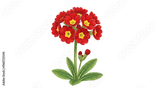 Red Primrose Flower with Yellow Center Botanical Vector Illustration