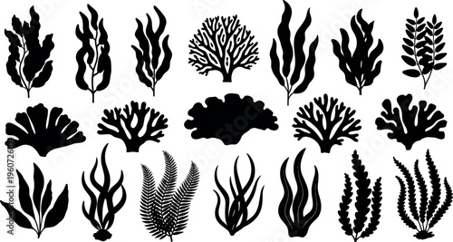 Seaweed silhouettes vector illustration showing diverse underwater plants, leafy, wavy, branching, coral-like marine flora, ocean nature artwork