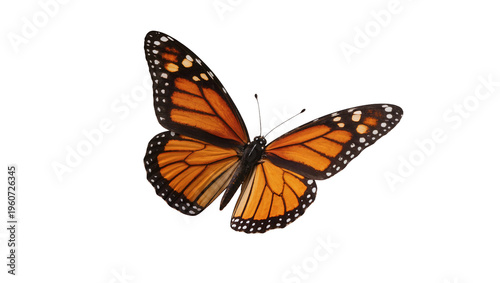 Photos Vibrant monarch butterfly with orange wings black veins and delicate white spots
