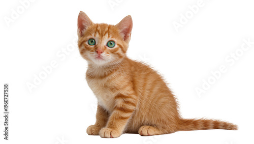Adorable ginger tabby kitten with bright green eyes sitting attentively and looking upwards, isolated on transparent background for animal themes