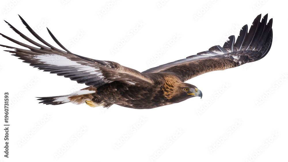 Fototapeta premium Majestic golden eagle soaring powerfully with widespread dark brown wings displaying sharp yellow eyes, isolated on transparent background for wildlife designs