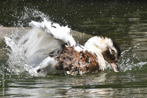 Wallpaper Mural Uma linda marreca dando um show de beleza tomando banho no lago do Museu da República - Palácio do Catete - RJ Torontodigital.ca