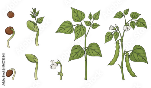An illustration of the growth stages of a plant from seed to maturity