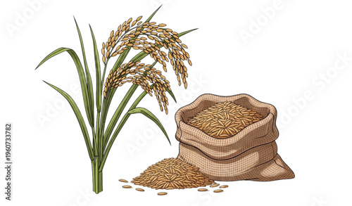 A vector illustration of a burlap sack filled with rice grains next to a rice plant