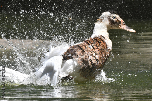 Wallpaper Mural Uma linda marreca dando um show de beleza tomando banho no lago do Museu da República - Palácio do Catete - RJ Torontodigital.ca