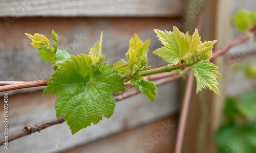 grape vine cutlings