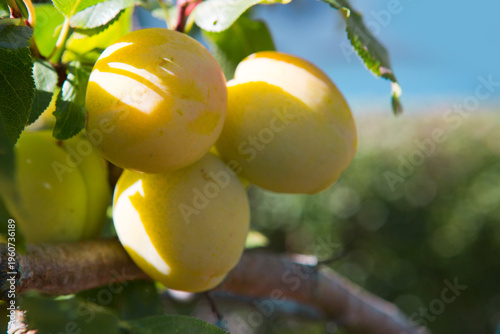 Close up of ripe yellow plum fruit.