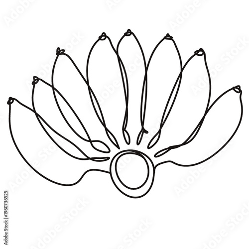 Minimalist Thai Cultivated Banana,Musa Sapientum Line Art Illustration