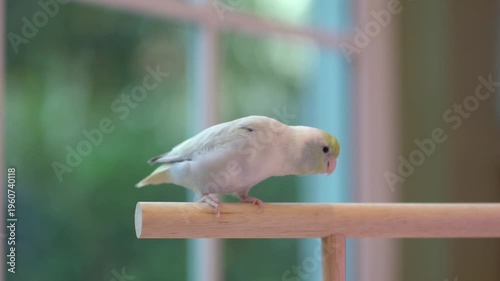 Cute pastel Forpus parrot parrotlet bird on wooden perch near window